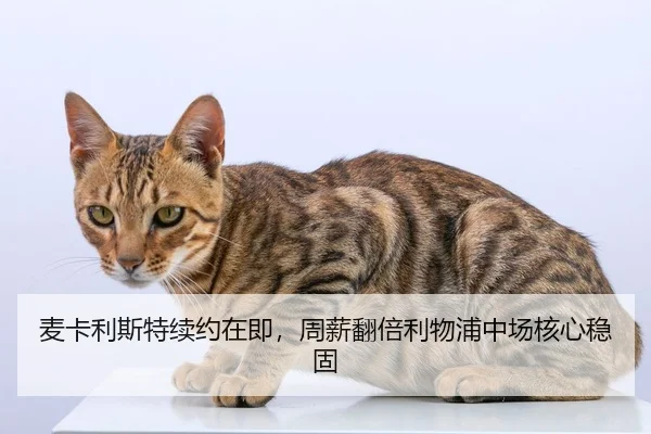 麦卡利斯特续约在即，周薪翻倍利物浦中场核心稳固